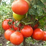 Koliko duboko saditi seme paradajza